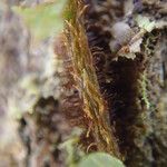 Trichomanes erosum Outro