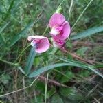 Lathyrus sylvestrisപുഷ്പം