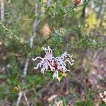 Grevillea buxifolia