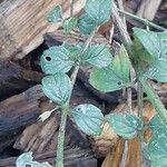 Clinopodium acinos Blatt