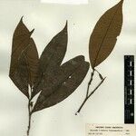 Brunfelsia amazonica