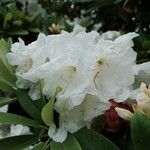 Rhododendron decorum Flor