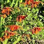 Crocosmia x crocosmiiflora Hábito