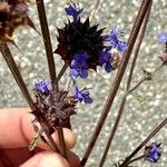 Salvia columbariae 花