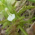 Pedicularis foliosa Kukka