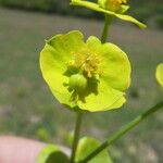 Euphorbia biumbellata Fleur