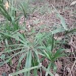 Cyperus laxus Yaprak