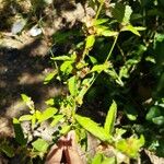 Sida spinosa Φύλλο