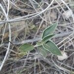 Helianthemum cinereum Leaf