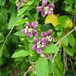 Lycium chinense 花
