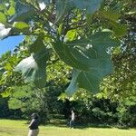 Quercus marilandica Blad