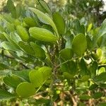 Sophora secundiflora Fulla