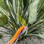 Strelitzia reginaeLeaf