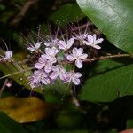 Hirtella racemosa Blomma