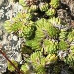 Saxifraga bryoides Feuille