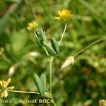 Trifolium patens Anders