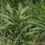 Verbascum thapsus Leaf