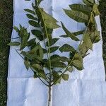 Cedrela odorata Blatt