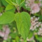 Ceanothus americanus Leaf