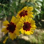 Coreopsis tinctoria Кветка