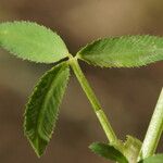 Trifolium strictum Feuille