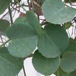 Cissus rotundifolia Blad