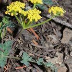 Lomatium martindalei ᱵᱟᱦᱟ