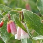 Symphoricarpos rotundifolius Flor