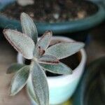 Kalanchoe tomentosa Folha