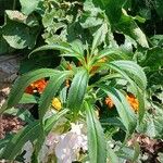 Impatiens balsamina Leaf