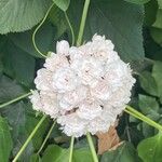 Clerodendrum chinense Fleur