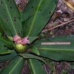 Costus laevis Drugo