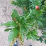 Punica granatum Leaf
