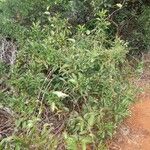 Coelospermum fragrans Hábito