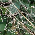 Milium effusum ഫലം