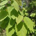 Populus grandidentata Folha