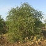 Terminalia prunioides Habit