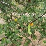 Vachellia exuvialis Vili