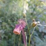 Geum rivaleFlower