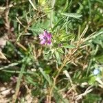 Geranium dissectumFloare