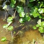 Hydrocotyle ranunculoides Levél