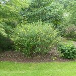 Hypericum beanii Likasa