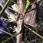 Hakea sericea Gyümölcs