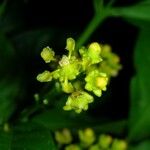 Bunchosia polystachia Flower