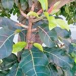 Ficus lutea Листок