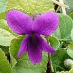 Viola odorata Flower