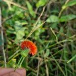 Emilia coccinea Flower