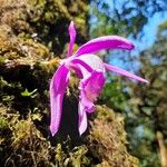 Pleione praecox Blomma