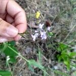 Verbena halei फूल