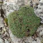 Saxifraga squarrosa Frunză